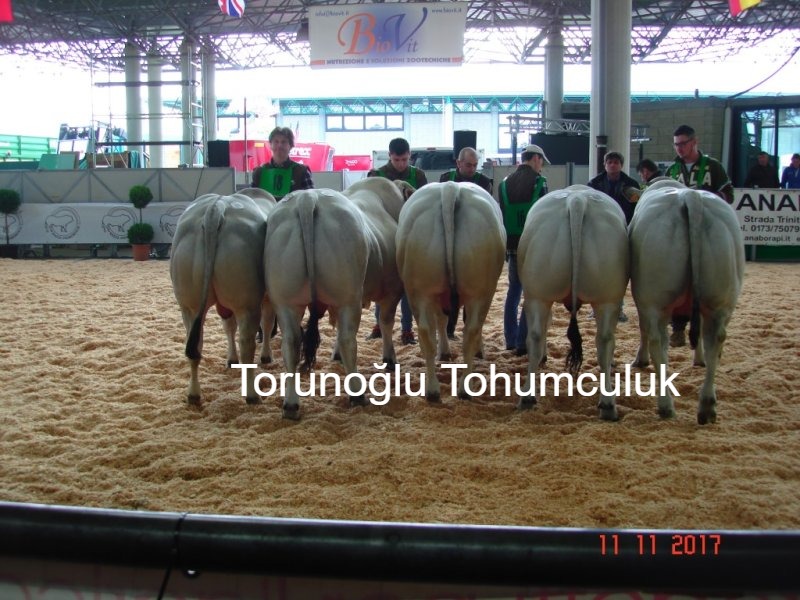 Yapay Etin Türk Hayvancılığına Etkileri